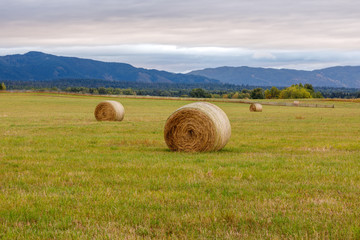 Hay bales in farmer's field on an early autumn morning