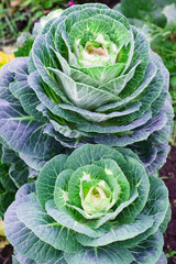Pink-green decorative cabbage. Landscape design element, natural floral background