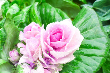 Beautiful pink-green decorative cabbage in the garden. Natural floral background