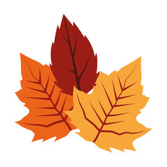 autumn leaf plant seasonal icon