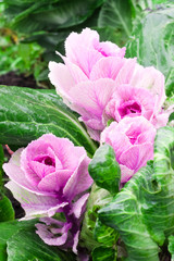 Beautiful pink-green decorative cabbage in the garden. Natural floral background