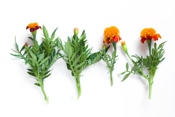 Beautiful orange marigolds on a white background. Natural floral background