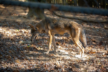 Coyote in Nature Center