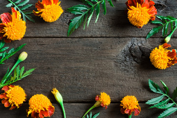 Frame of beautiful orange marigolds on a wooden background. Natural floral background