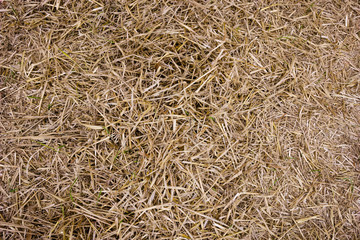 Background photo of loose hay