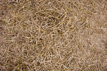 Background photo of loose hay © Emma