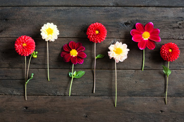 Several multi-colored dahlia flowers on a wooden background. Beautiful floral background