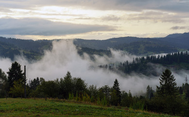 Fototapeta na wymiar Misty pine forest after sunrise between carpathian mountains