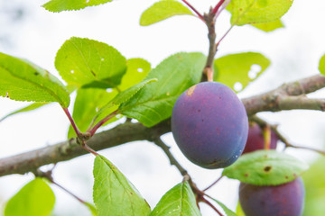 Ripe plum ripens on a tree branch in summer