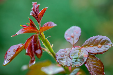 Rosentrieb mit Blättern nach Regenschauer