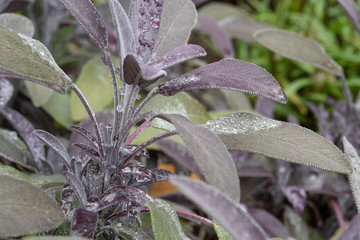 Salbei im Garten mit Regentropfen