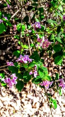 flowers in the garden