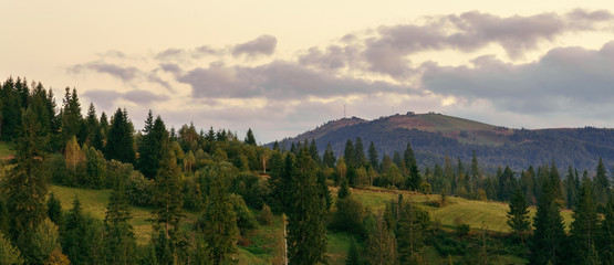 Naklejka na ściany i meble Panoramic view of Carpathian mountains pine forest after sunset with cloudy sky