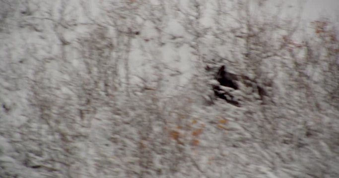 Aerial helicopter shot tracking large grizzly bear through tundra and underbrush, runs away at the end, drone footage