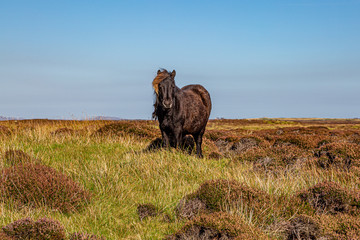 A wild pony on the Hebridean island of South Uist, on a sunny but windy late summers day