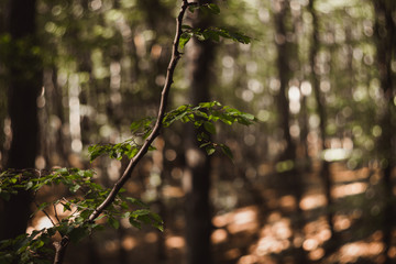Beautiful green leaves and bright sun with bokeh effect on background