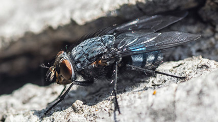 Mosca
