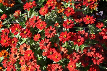 Obraz premium Blütenmeer aus roten Zinnien - Zinnia