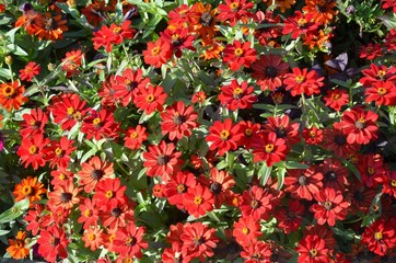 Blütenmeer aus roten Zinnien - Zinnia