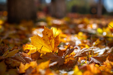 Nice yellow orange red leaves  nature background abstract macro close up autumn