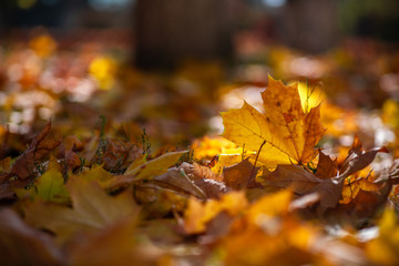 Nice yellow orange red leaves  nature background abstract macro close up autumn