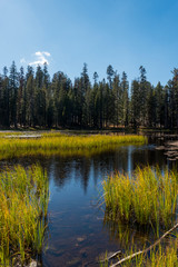 Fototapeta na wymiar Juicy Grass on a Lake in Yosemite National Park