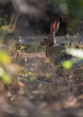 Naklejka na ściany i meble A vertical image of a black tailed jackrabbit taken from a point of view near the ground.