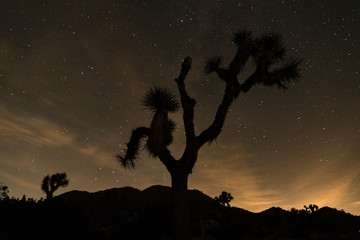 Starry Night in the Joshua Tree NP
