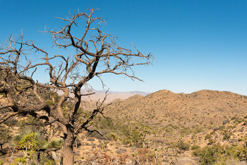 Stones at the Joshua Tree NP 04