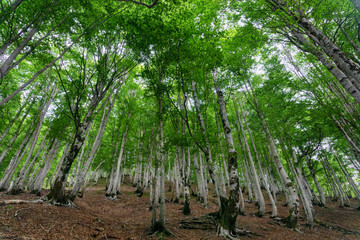 Forest in the Valbona Valley National Park, Albania