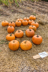 Frisch geerntete Kürbisse zu verkaufen