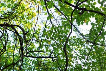 Fototapeta premium Green Trees on Sunny Summer Day