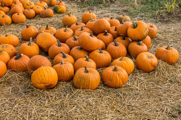 Frisch geerntete Kürbisse zu verkaufen