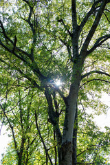 Green Trees on Sunny Summer Day