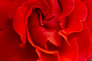 red rose macro love you passion date romatic gift holiday valentine card
