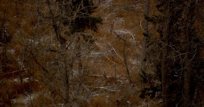  Aerial helicopter wide shot, circle around bull moose and female moose in clearing of snowy barren forest with pines, drone footage