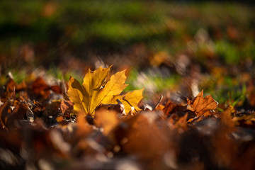 Nice yellow orange red leaves  nature background abstract macro close up autumn