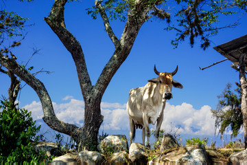 A White Dairy Cow with Tree in Guane, Colombia