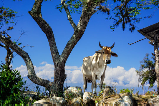 A White Dairy Cow with Tree in Guane, Colombia