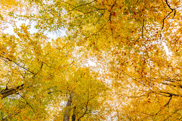 Autumn tree with leaves lying down in the sky