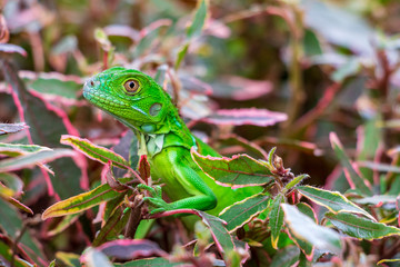 Juvenile green iguana (iguana iguana), closeup on copperleaf plant - Pembroke Pines, Florida, USA