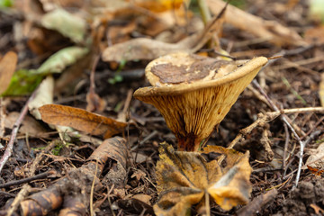 little beautiful mushroom in the forest