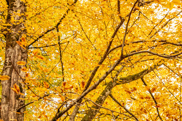 Autumn tree with leaves lying down in the sky