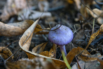purple mushroom (lat.cortinarius iodes) among yellow leaves in the forest