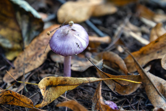 purple mushroom (lat.cortinarius iodes) among yellow leaves in the forest