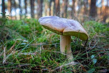Boletus edulis growing in the forest. Boletus edulis Bull in a forest glade in Central Europe.