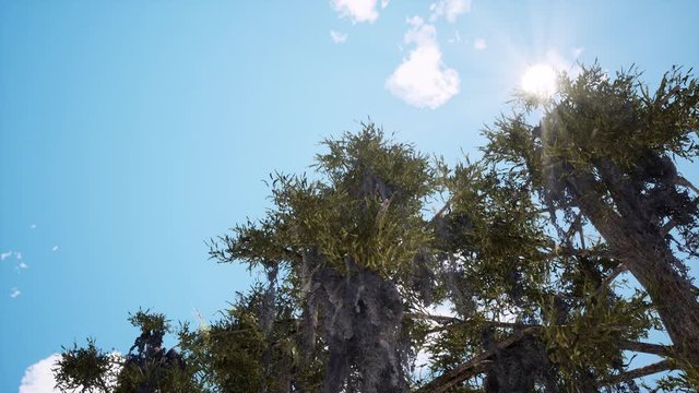 Old pine trees on sunny day 3d animation. Realistic evergreen plant branches moving in wind. Sunlight beaming through tree twigs bottom view. Summertime nature, flora foliage rendering