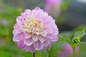 closeup purple pink dahlia in garden