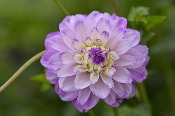 Obraz premium closeup purple pink dahlia in garden
