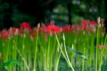 七ツ森古墳の彼岸花